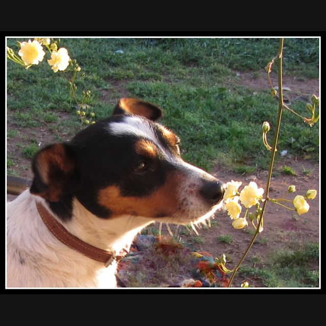 Photo of Connie..An Ideal Family Pooch!