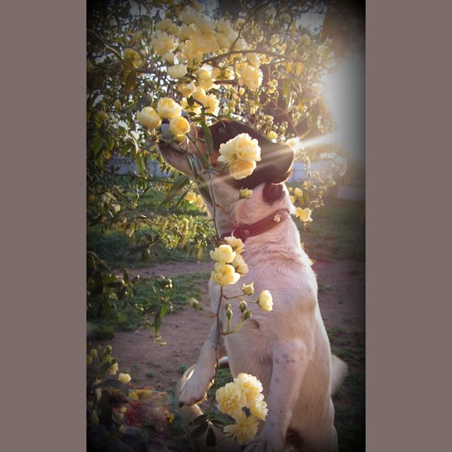 Photo of Connie..An Ideal Family Pooch!