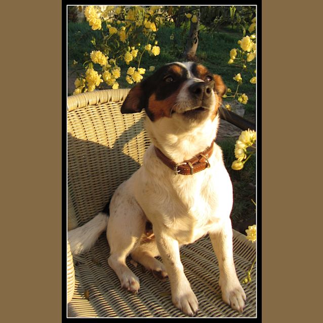 Photo of Connie..An Ideal Family Pooch!
