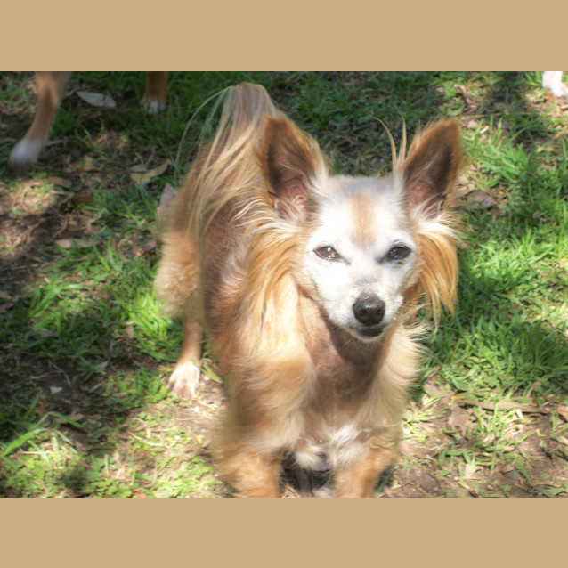 Photo of Coco (On Trial 5/10/13)