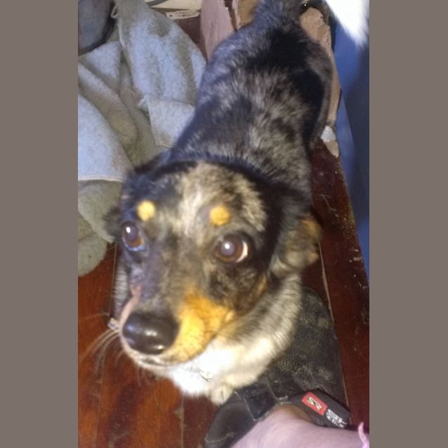 Photo of Fudge