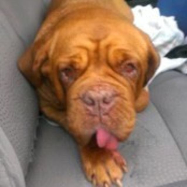 Photo of Daisy