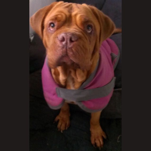 Photo of Daisy