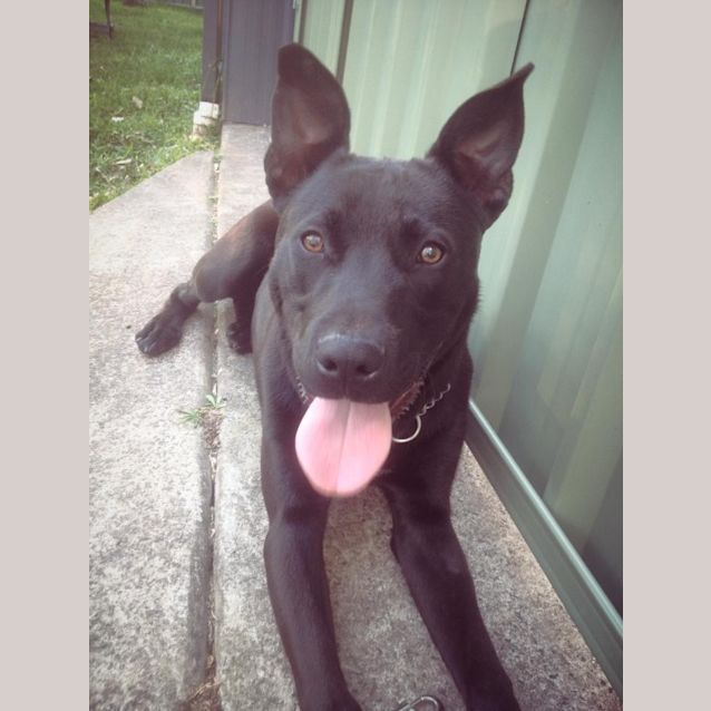 Photo of Hunter