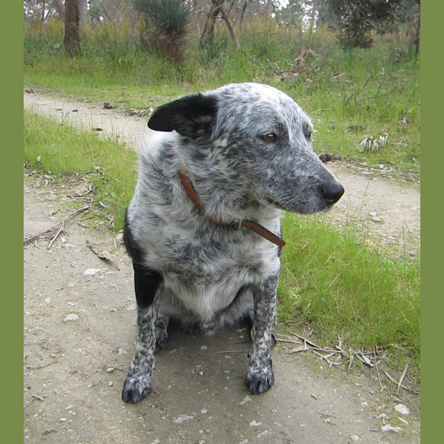Photo of Buster