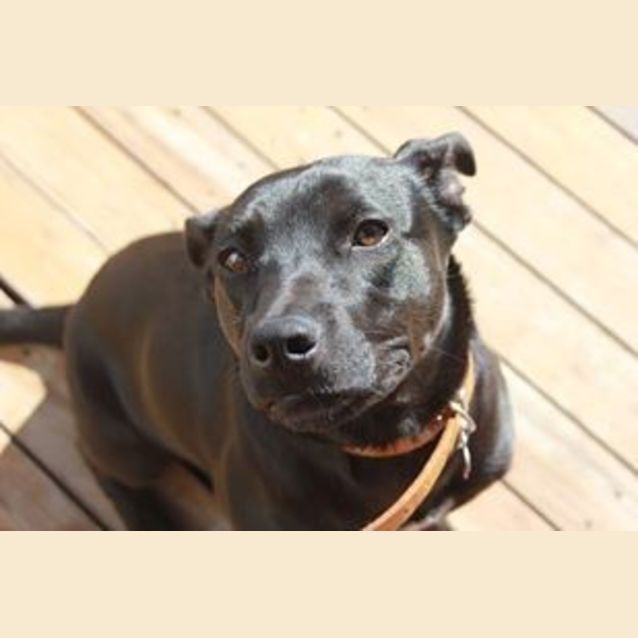 Photo of Grace  .. Good W Cats Kids Dogs