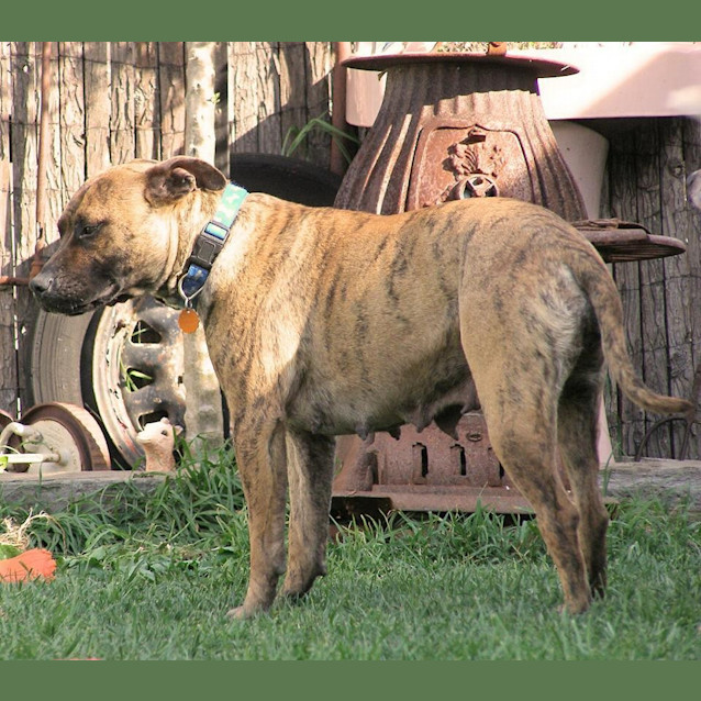 Photo of Lovely Lady Good W Cats Kids Dogs