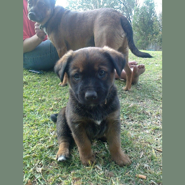 Photo of Dingo Pup Male
