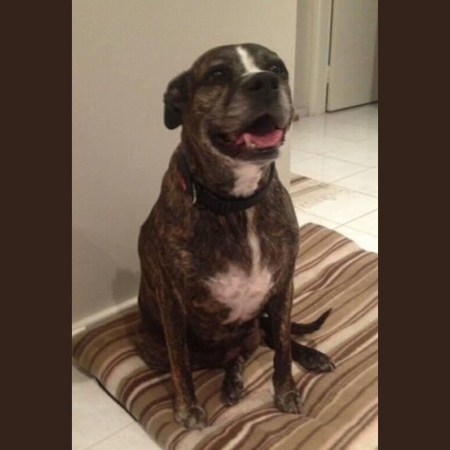 Photo of Sweetie Dl162