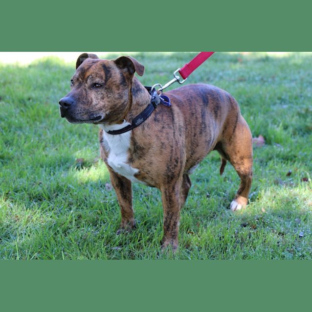 Photo of Buddy