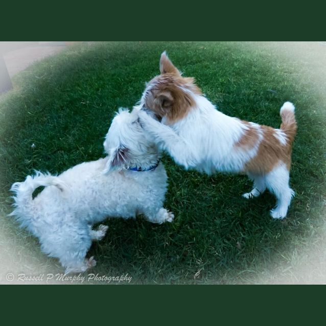 Photo of Henry (Deaf!) *On Trial In His New Home*