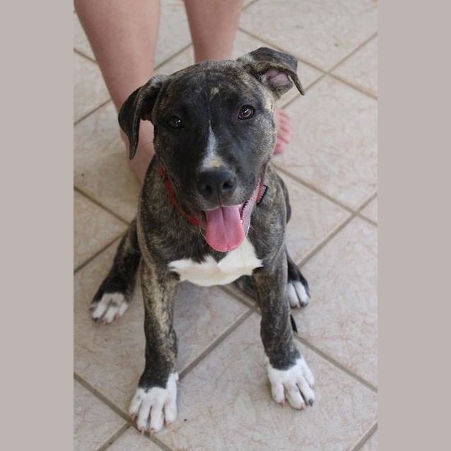 Photo of Sapphire