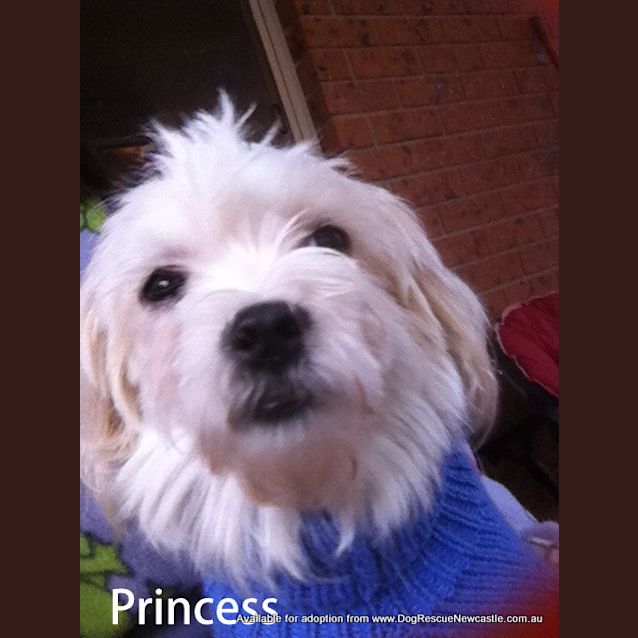 Photo of Princess (On Trial 22/9/13)