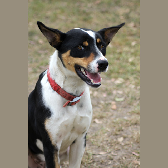 Photo of Jangus