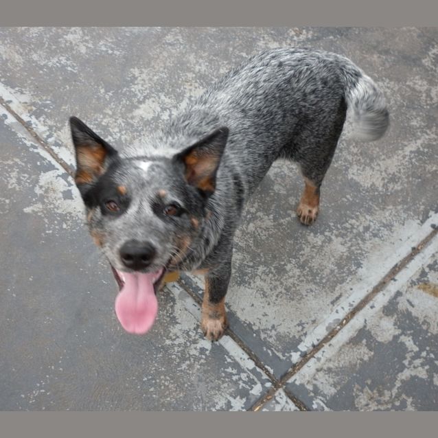Photo of Beau The Beautiful Blue ... Dog/Cat Friendly