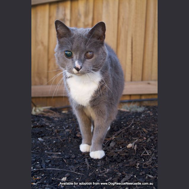 Photo of Baby ~~ Blind Cat ~~ (On Trial 21/9/13)