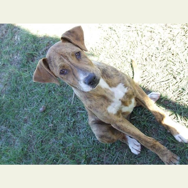 Photo of Bindi