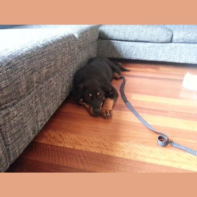 Photo of Kaspar The Rotti German Shep Border Collie