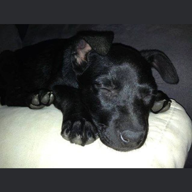 Photo of Dizzy Izzy 