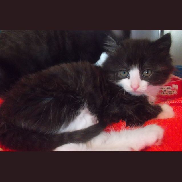 Photo of Obi