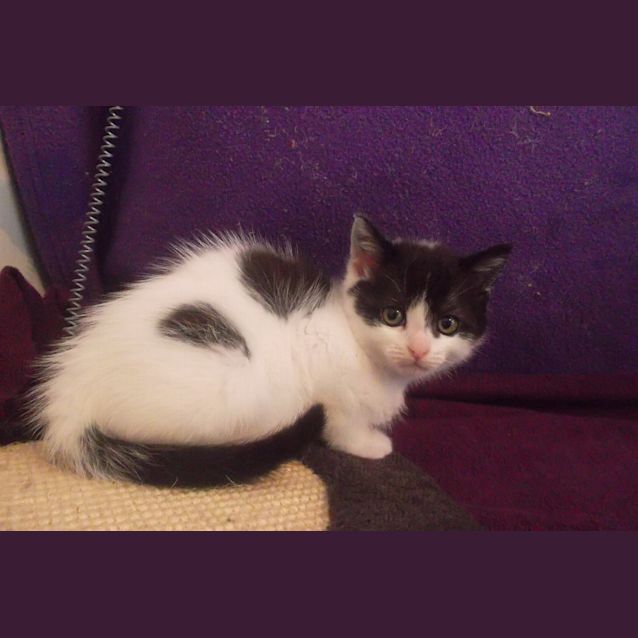 Photo of Nibitz
