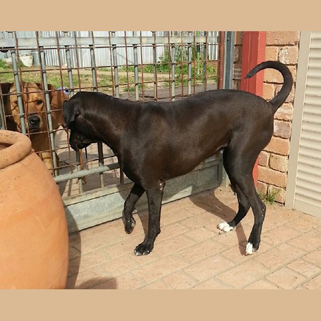 Photo of Indi