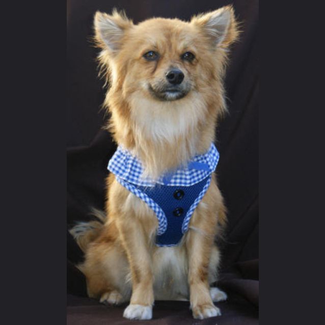 Photo of Odie