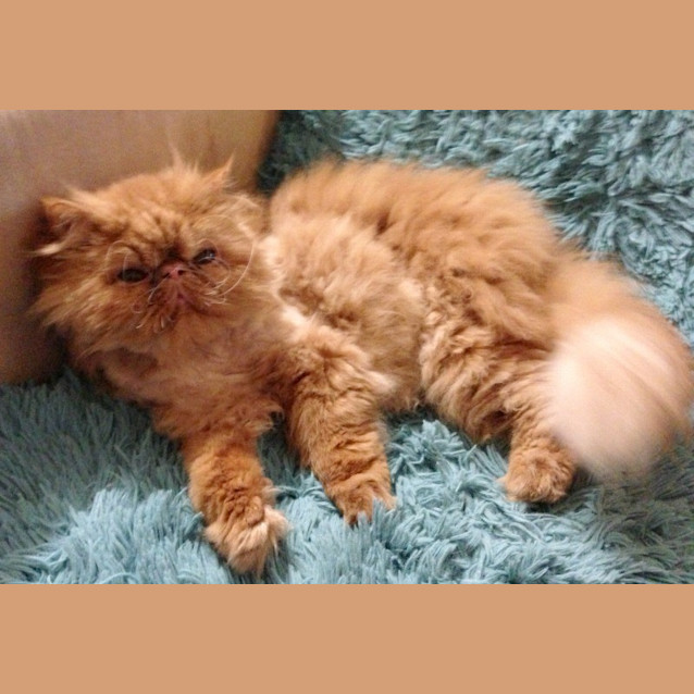 Photo of Fantastic Mr Fox 