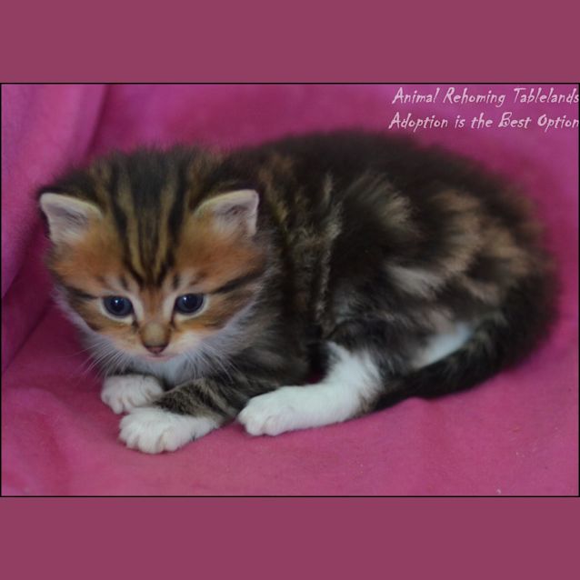 Photo of Soxy