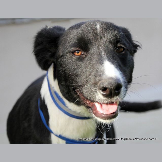 Photo of Chevy (On Trial 6/10/13)