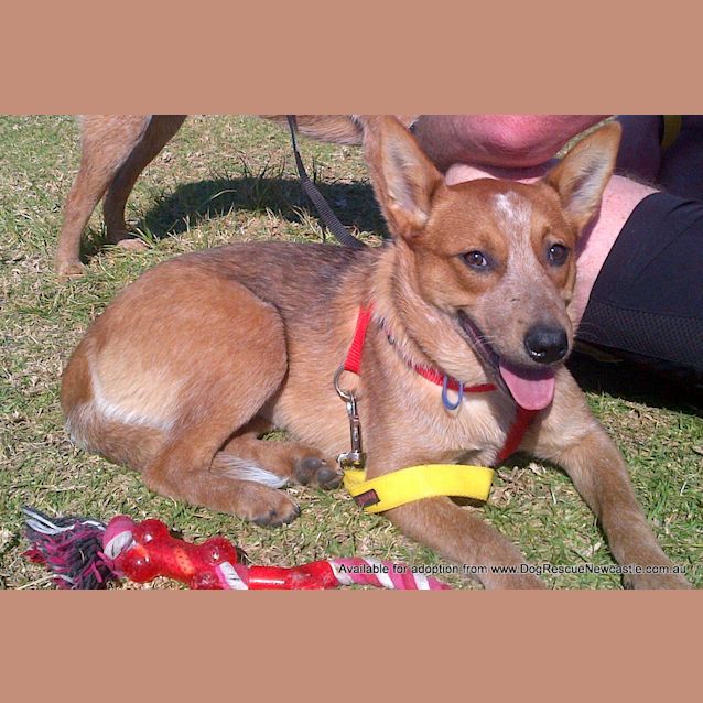 Photo of Panda (On Hold Pending Adoption 3/10/13)