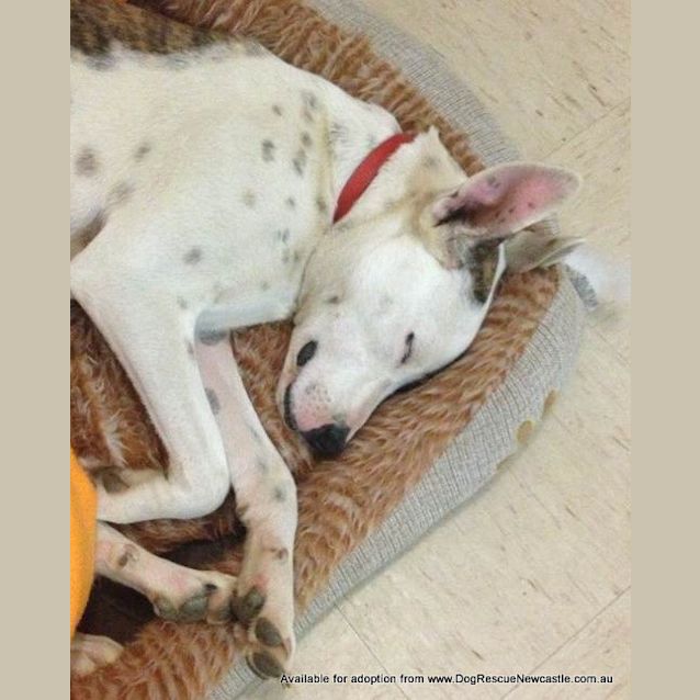 Photo of Tilly (On Trial 17/9/13)
