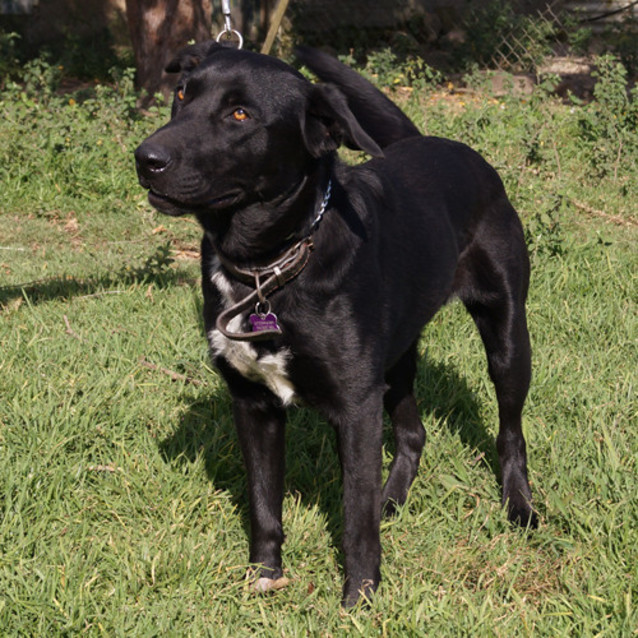 Photo of Roscoe