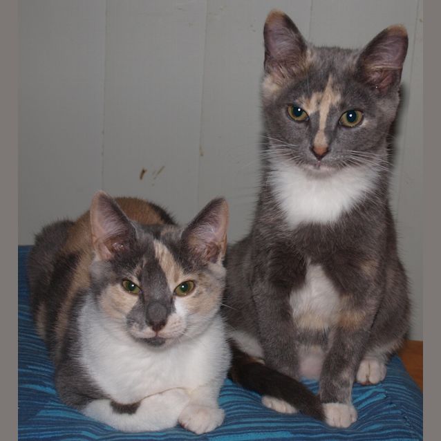 Photo of Lucy & Sophie (Sister Calico Kittens)