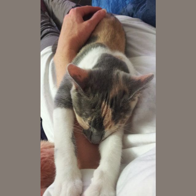 Photo of Lucy & Sophie (Sister Calico Kittens)