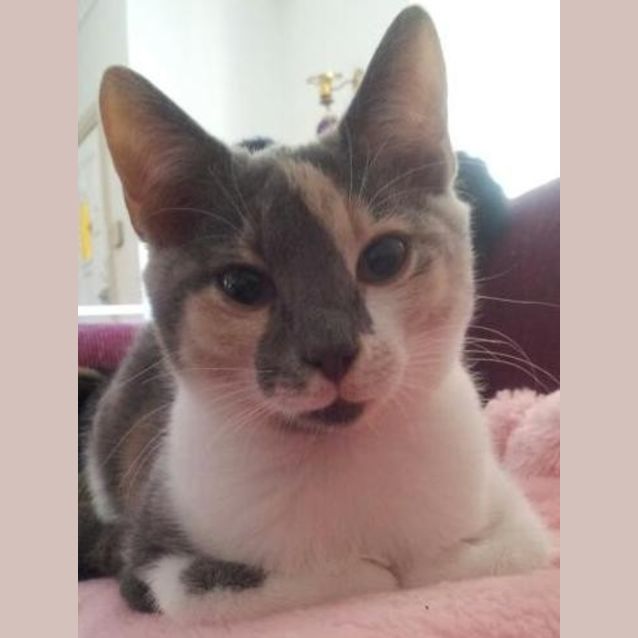 Photo of Sophie & Lucy (Sister Calico Kittens)