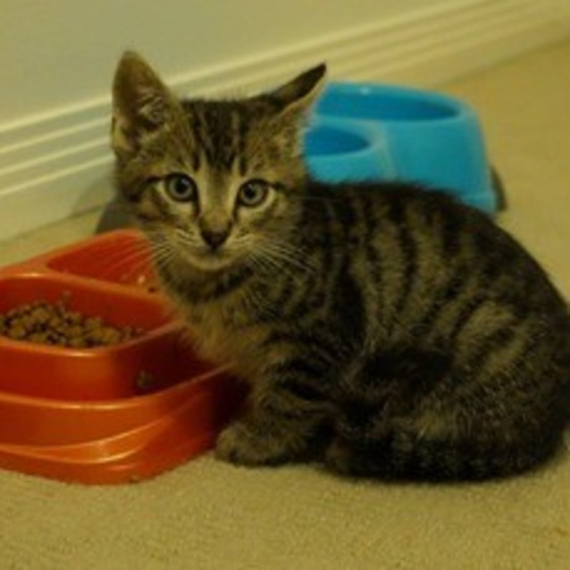 Photo of Dizzy