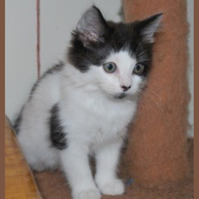 Photo of Pixie