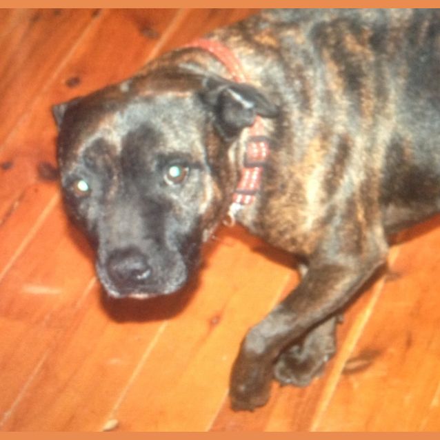 Photo of Chevy   Purebred English Staffy