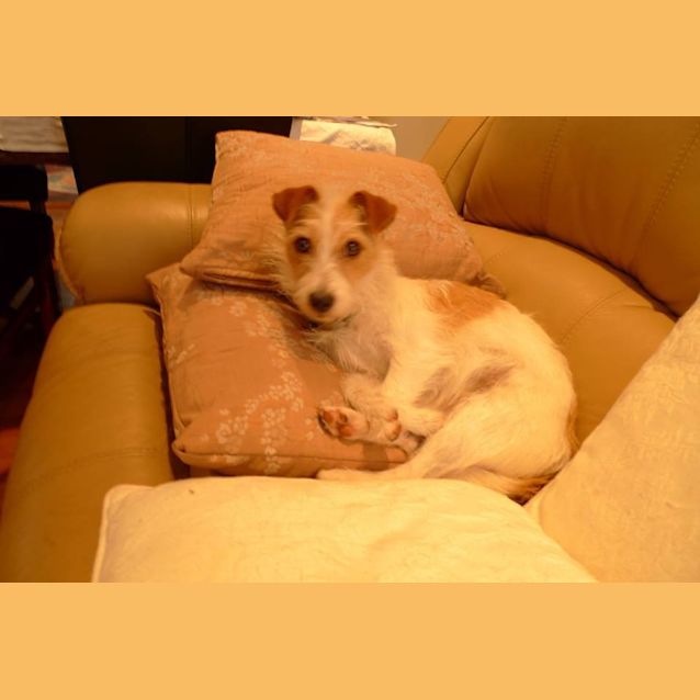 Photo of Amber ..... Child And Dog Friendly