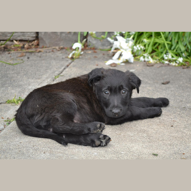 Photo of Little Missy Moo Great W Cats Kids Dogs
