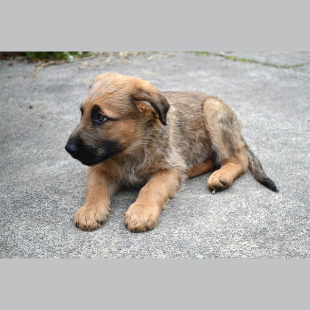 Photo of Bear The Cuddler