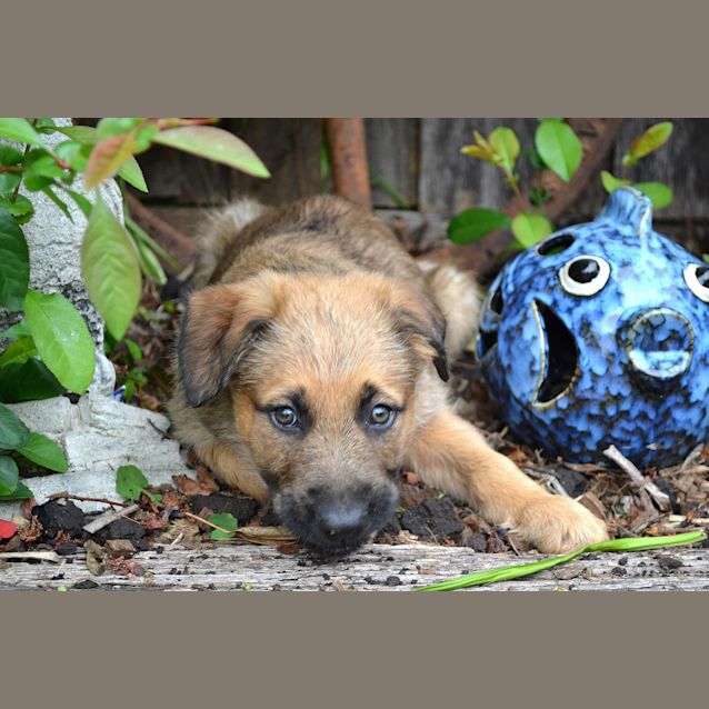 Photo of Bear The Cuddler
