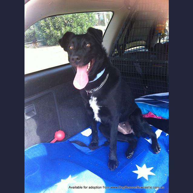 Photo of Gypsy (On Trial 10/11/13)