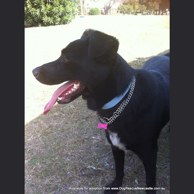Photo of Gypsy (On Trial 10/11/13)
