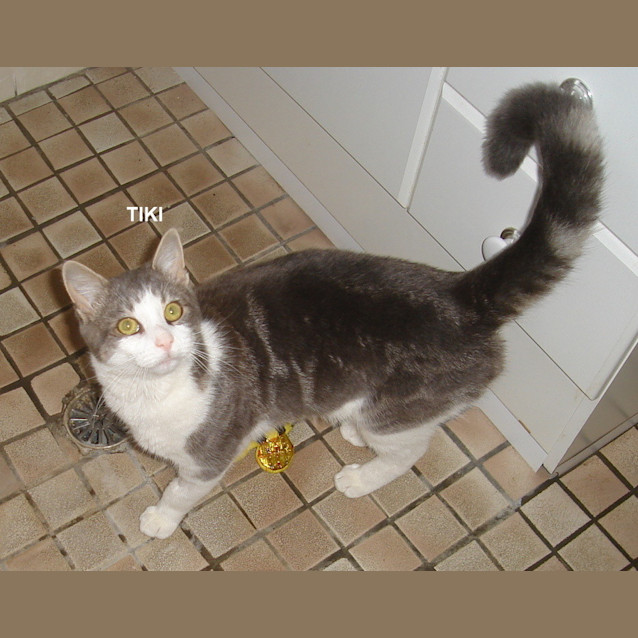 Photo of Tiki