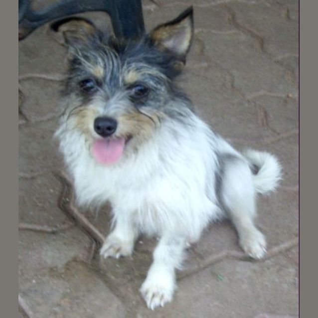 Photo of Dobby ~ Your Little House Elf!