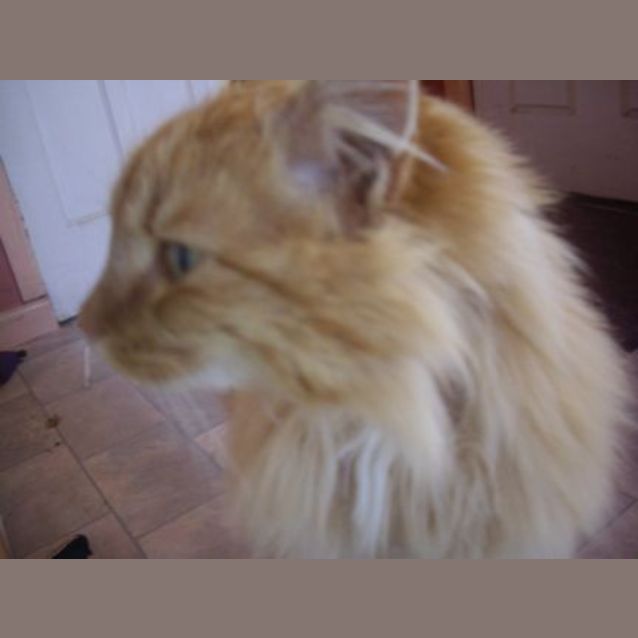Photo of Whiskey