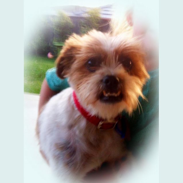 Photo of Oscar "Wookie" (On Trial 30/9/13)