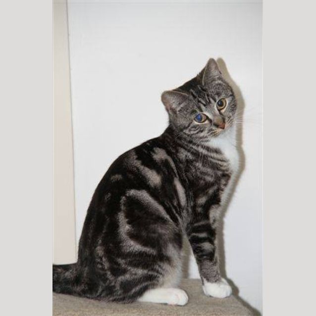Photo of Scarlett